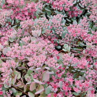 Sedum cauticola 'Coca-Cola'